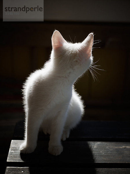 Ein weißen Kätzchen für eine Tabelle  Schweden.