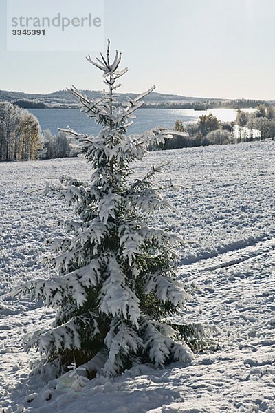 Schneebedeckte Tanne im Winter  Schweden.