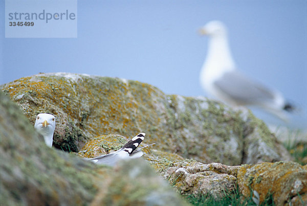 Herring gullls on a rock  Sweden.