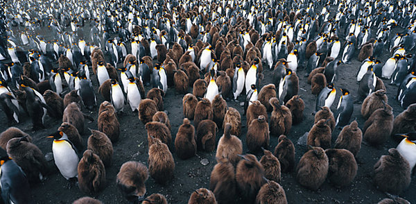 King Pinguinen  der Antarktis.