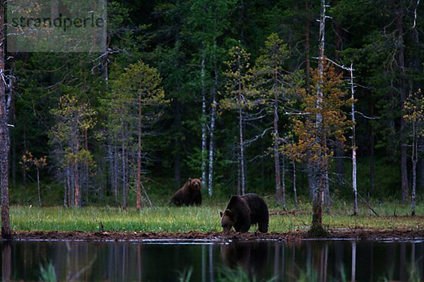 Zwei Braunbären  Finnland.