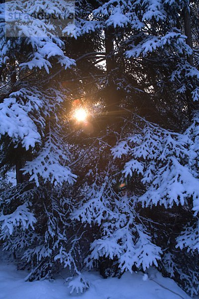 Sonnenstrahl durch winterlichen Wald  Schweden.