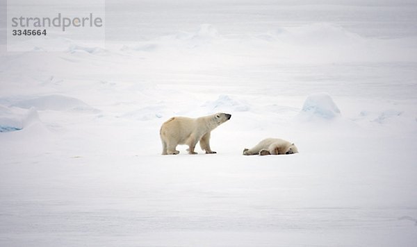 Zwei Eisbären  Spitzbergen  Spitzbergen  Norwegen.
