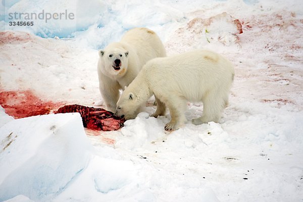 Zwei Eisbären Essen ein Siegel  Spitzbergen  Spitzbergen  Norwegen.
