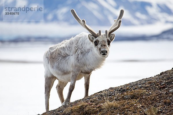 Svalbard Rentier  Spitzbergen  Spitzbergen  Norwegen.