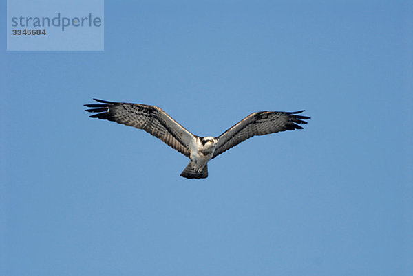 Osprey gegen einen blauen Himmel  Schweden.