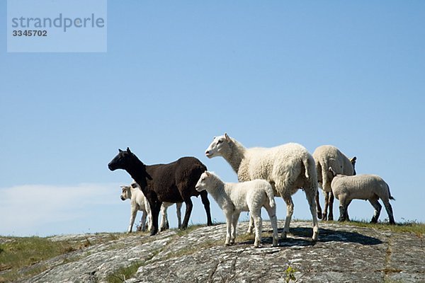 Herde Schafe stehen auf einem bloßen Hillock  Schweden.