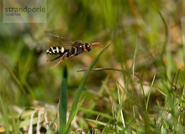 Hymenopteran fliegen über das Gras  Schweden.