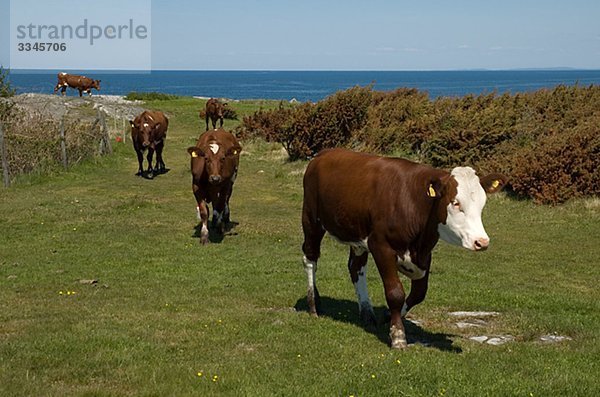 Kühe in einem Feld durch das Meer  Schweden.