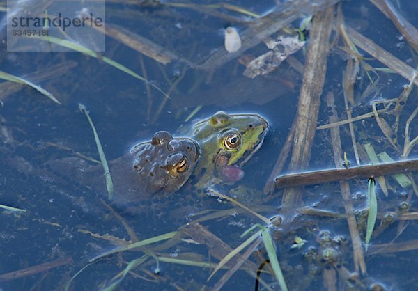 Männlich Toad versuchen  mit einem Frosch  Schweden kopulieren.