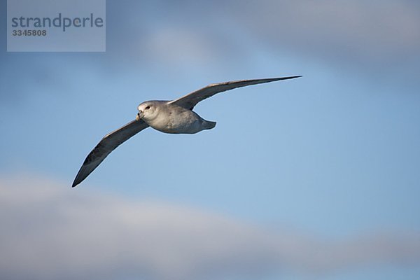 Fliegen Fulmar  Spitzbergen  Spitzbergen  Norwegen.