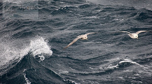 Eissturmvögel fliegen  Spitzbergen  Spitzbergen  Norwegen.