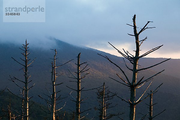Pinienwald von Luftverschmutzung  Mount Mitchell State Park  North Carolina  USA getötet.