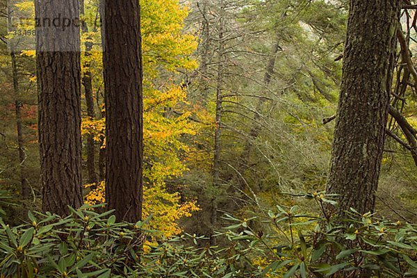Ein Bergwald im Herbst  USA.
