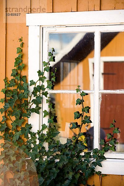 Ivy climbing upp a window  Sweden.