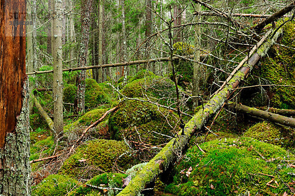 Ein Urwald  Schweden.