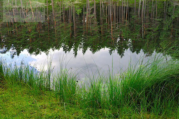 Bäume spiegelt sich auf der Oberfläche des Wassers  Schweden.