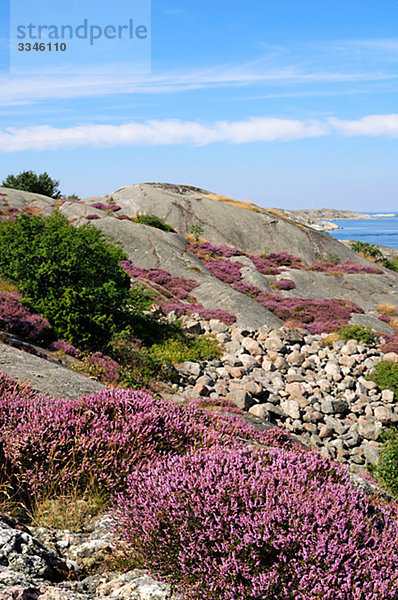 Heather wachsen auf Felsen in den Schären  Schweden.