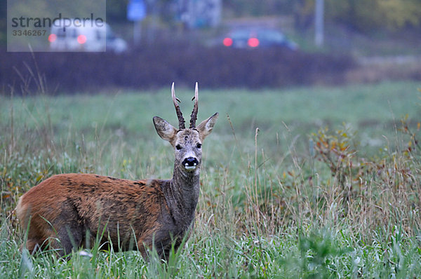 Ein Roebuck  Schweden.