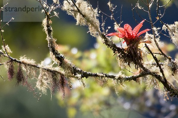 Red Bromelia und Flechten  Costa Rica.