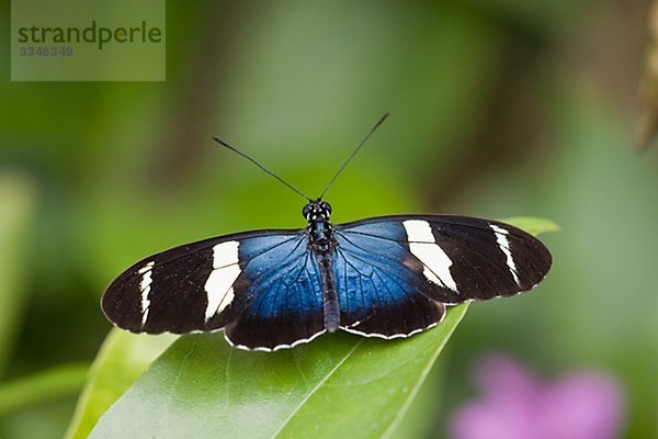 Butterfly  Costa Rica.