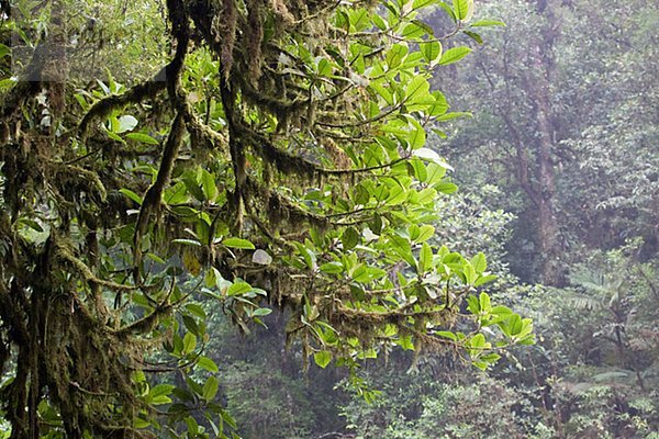 Bäume in einem Regen Wald  Costa Rica.