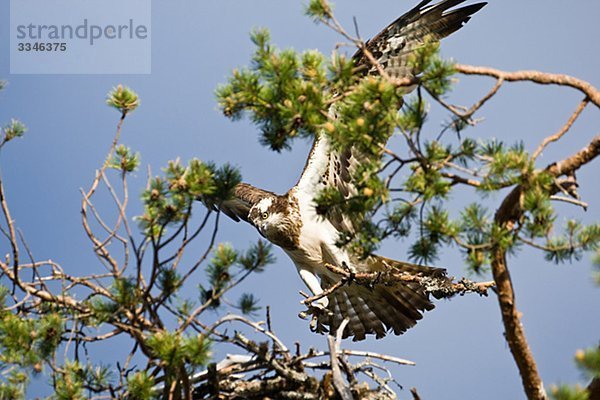 Ein Osprey Landung in einem Baum Top  Norwegen.