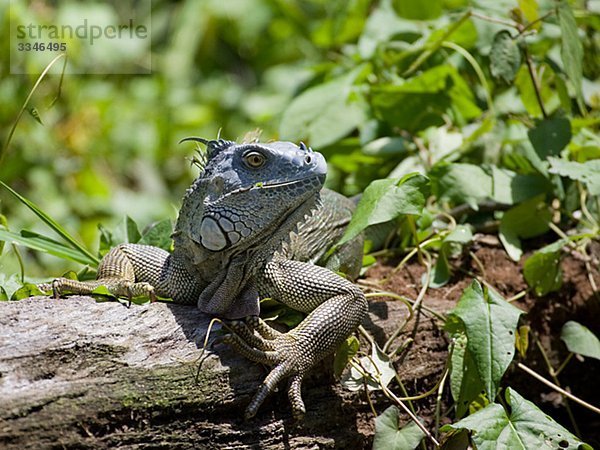 Iguana auf einem liegend Baumstamm  Costa Rica.