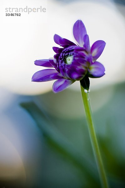 Nahaufnahme einer Blume  Schweden.