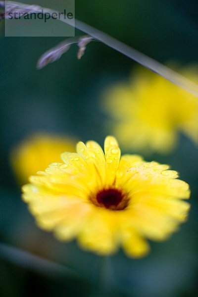 Nahaufnahme Blumen  Schweden.