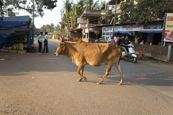 Eine Kuh überqueren einer Straße  Indien.