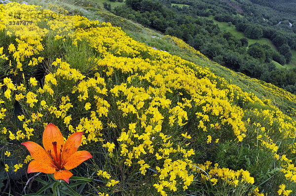 Blume Emilia-Romangna Italien