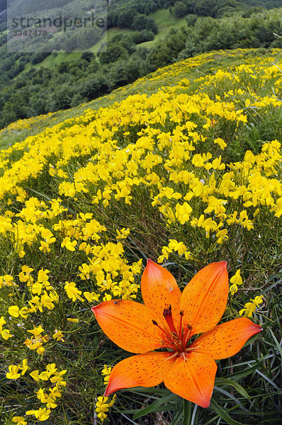 Blume Emilia-Romangna Italien