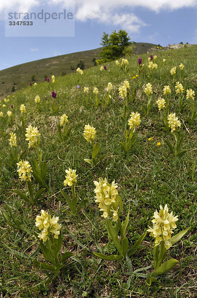 Orchidee Italien Ligurien