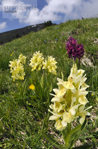 Orchidee Italien Ligurien