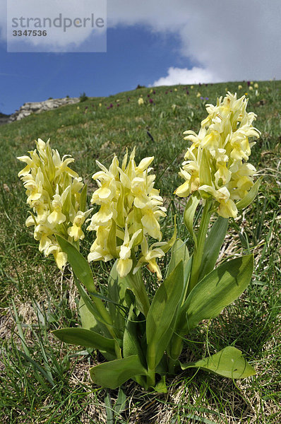 Orchidee Italien Ligurien