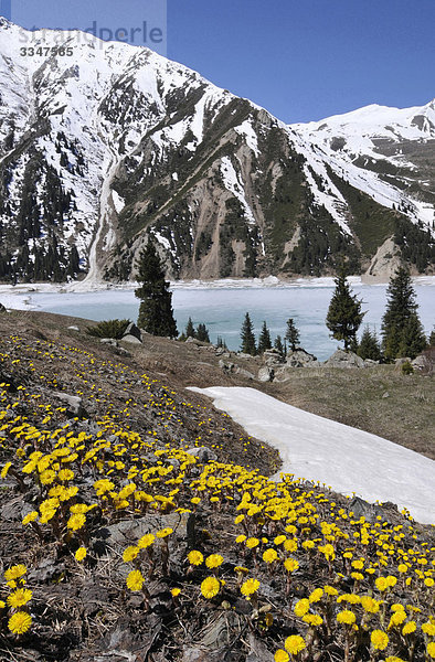 Kasachstan  Nordhang des Gebirges Alatau  Alatau-Nationalpark