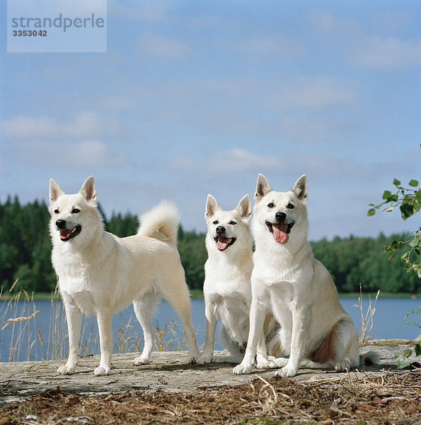 Norwegische Buhund Hunde  Schweden.