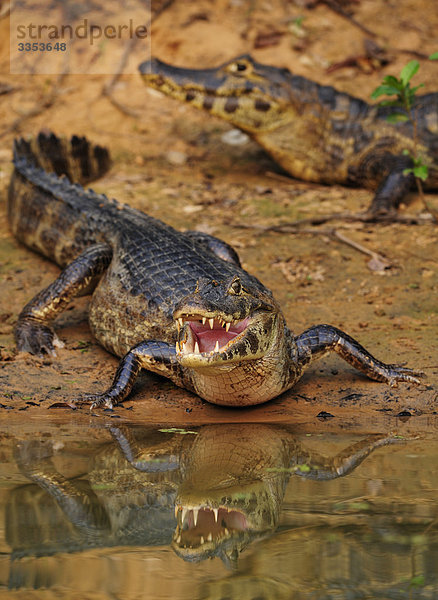 Jacare Caiman  Pantanal  Brasilien.