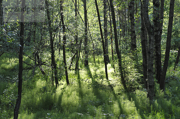 Grünen Wald  Schweden.