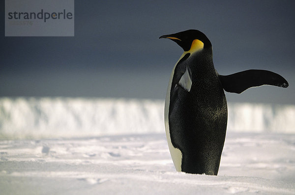 Kaiserpinguin winken einem seiner Flügel  der Antarktis.