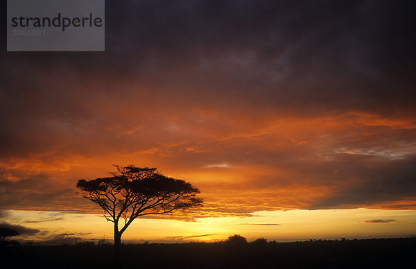 Schirmakazie im Sonnenuntergang  Kenia  Afrika