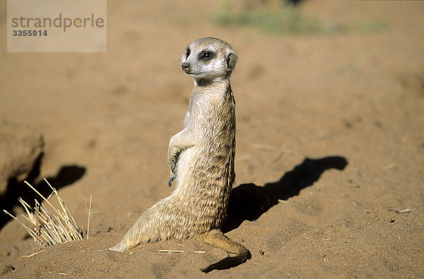 Erdmännchen  Suricata suricatta  Namibia  Afrika