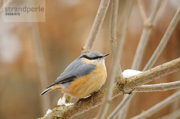 Kleiber (Sitta europaea) auf einem Ast sitzend  Bayern  Deutschland  Close-up