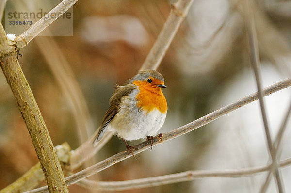 Rotkehlchen (Erithacus rubecula) auf einem Ast sitzend  Bayern  Deutschland  Close-up