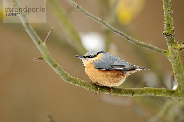 Kleiber (Sitta europaea) auf einem Ast sitzend  Bayern  Deutschland  Close-up