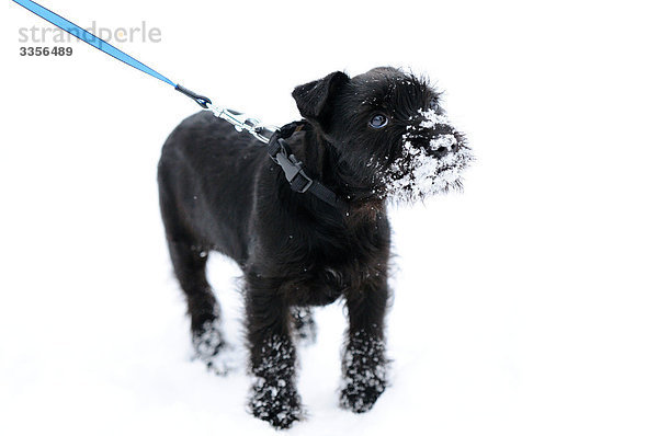 Hund an einer Leine im Schnee