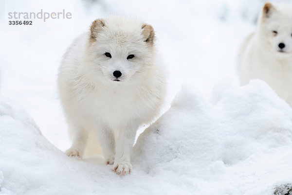 Zwei Polarfüchse (Alopex lagopus) im Schnee  Bayern  Deutschland  Frontalansicht