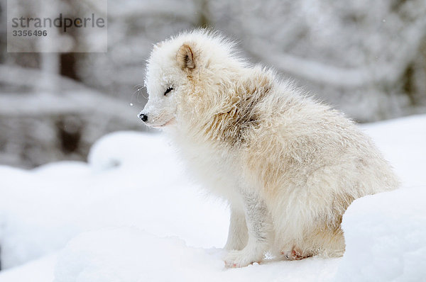 Polarfuchs (Alopex lagopus) im Schnee sitzend  Bayern  Deutschland  Seitenansicht