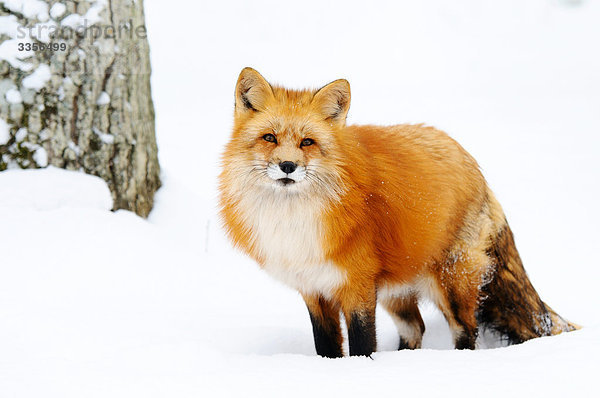 Rotfuchs (Vulpes vulpes) im Schnee  Bayern  Deutschland